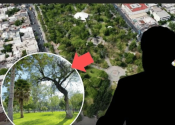 Reforestación De La Alameda: Nuevo León Compra Árboles A Precio Millonario