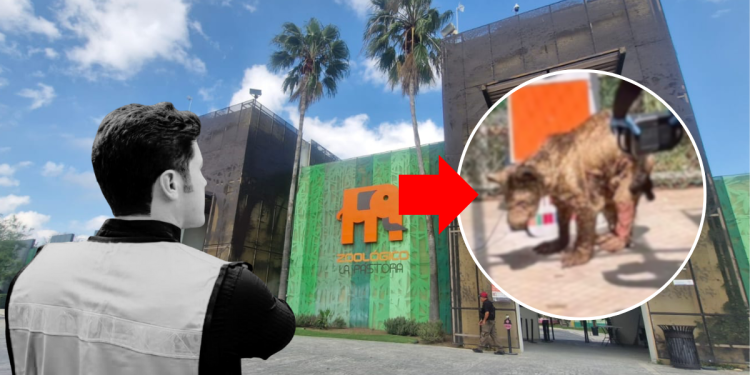 Maltrato Animal De Samuel - Entre Regios Maltrato Animal De Samuel - Entre Regios