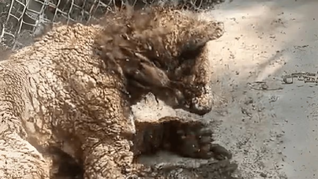 Image - Entre Regios El Maltrato Animal De Samuel En La Pastora Desató Denuncias Por Abandono, Tráfico Y Negligencia. Activistas Exigen Transformar El Zoológico Estatal.