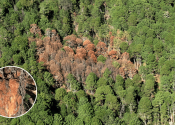 Plagas Forestales - Entre Regios