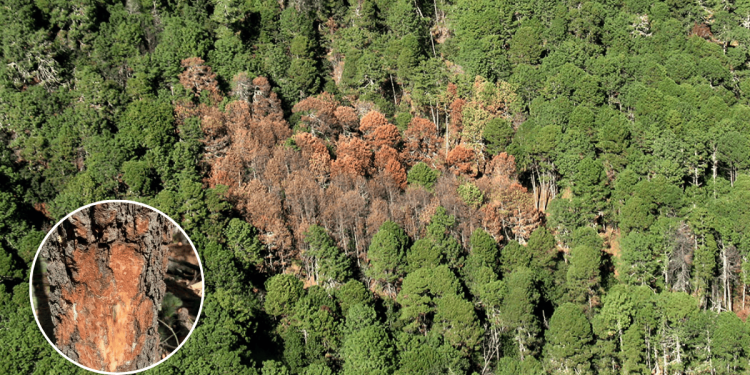 Plagas Forestales - Entre Regios Plagas Forestales - Entre Regios