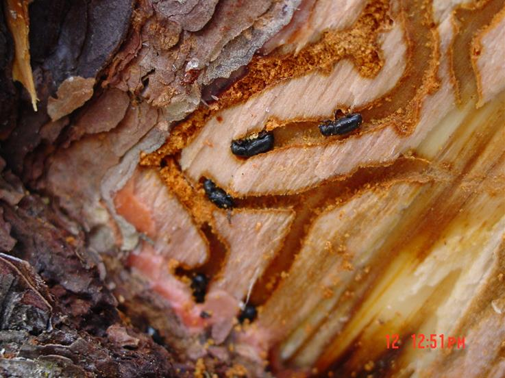 Image - Entre Regios Las Plagas Forestales Afectan Gravemente a Oaxaca, Con Más De 12 Mil Hectáreas Dañadas Y Alto Riesgo Por Insectos Descortezadores Y Defoliadores.