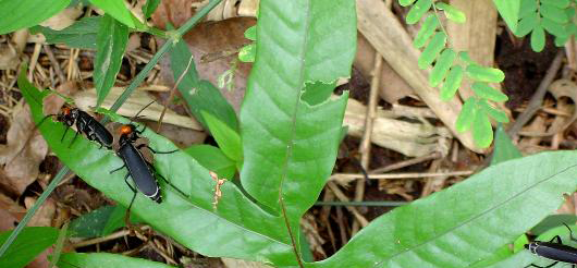 Image - Entre Regios Las Plagas Forestales Afectan Gravemente a Oaxaca, Con Más De 12 Mil Hectáreas Dañadas Y Alto Riesgo Por Insectos Descortezadores Y Defoliadores.