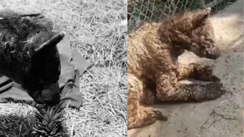 Osa Mina En El Zoológico La Pastora - Entre Regios