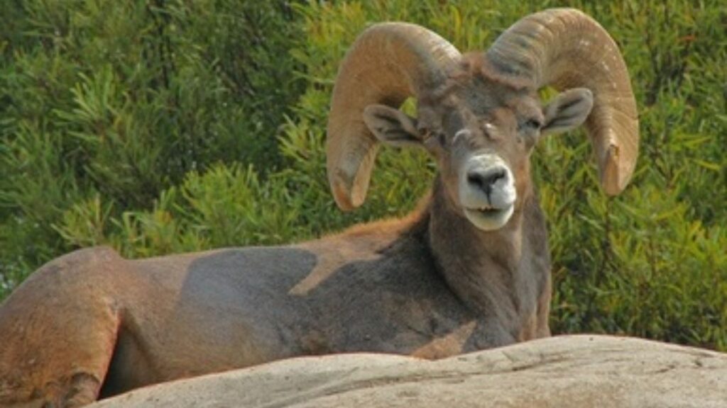 Ram with Large Curled Horns Resting on a Rock, Surrounded by Green Shrubs in the Background. - Entre Regios