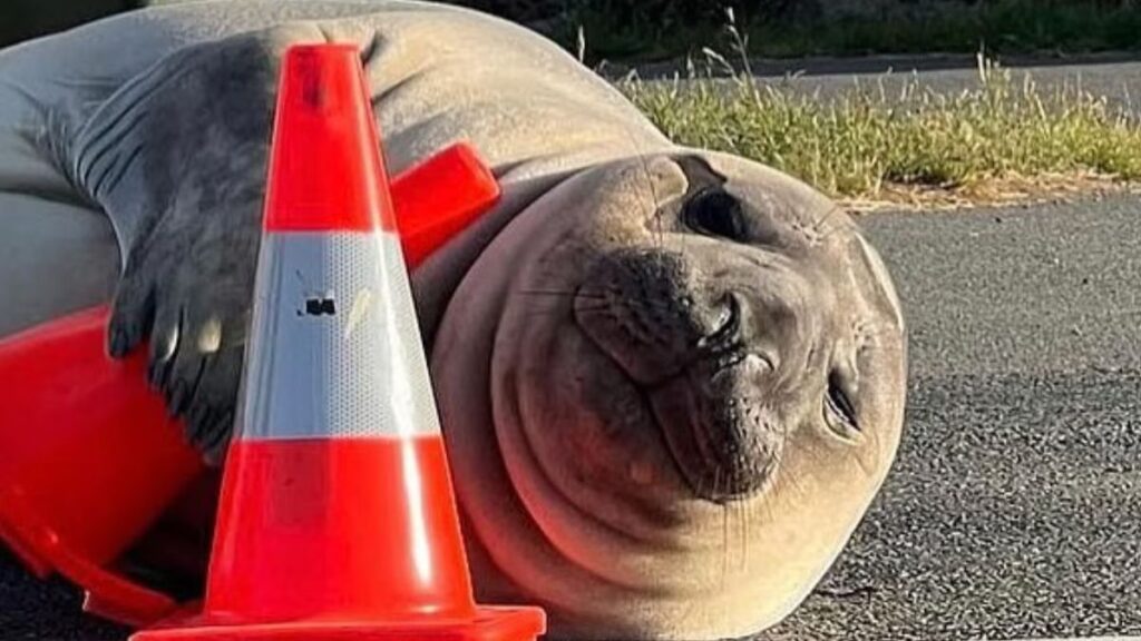 Foca-de-casi-1000-kilos - Entre Regios La Foca Neil Se Volvió Una Celebridad - Entre Regios